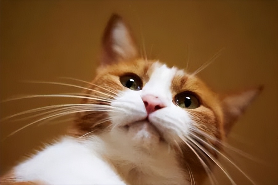 我家猫咪得了猫癣,猫咪胡子用手一拽掉了没事吧