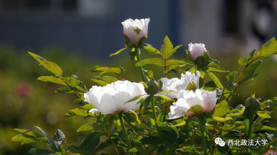 西法大到底是什么,西法大是什么意思网络用语