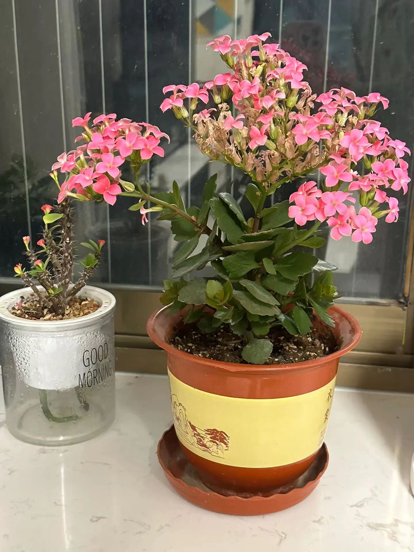 老人适合养什么花比较好,适合老年人养的花排行榜