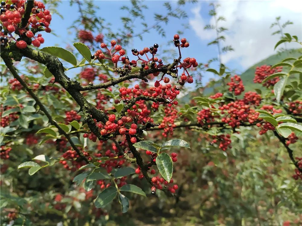 四川雅安糖心苹果自然采摘,雅安苹果采摘