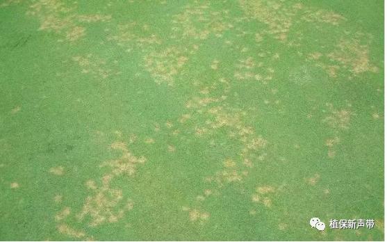 草坪通常要进行哪些养护管理项目,草坪要打理吗