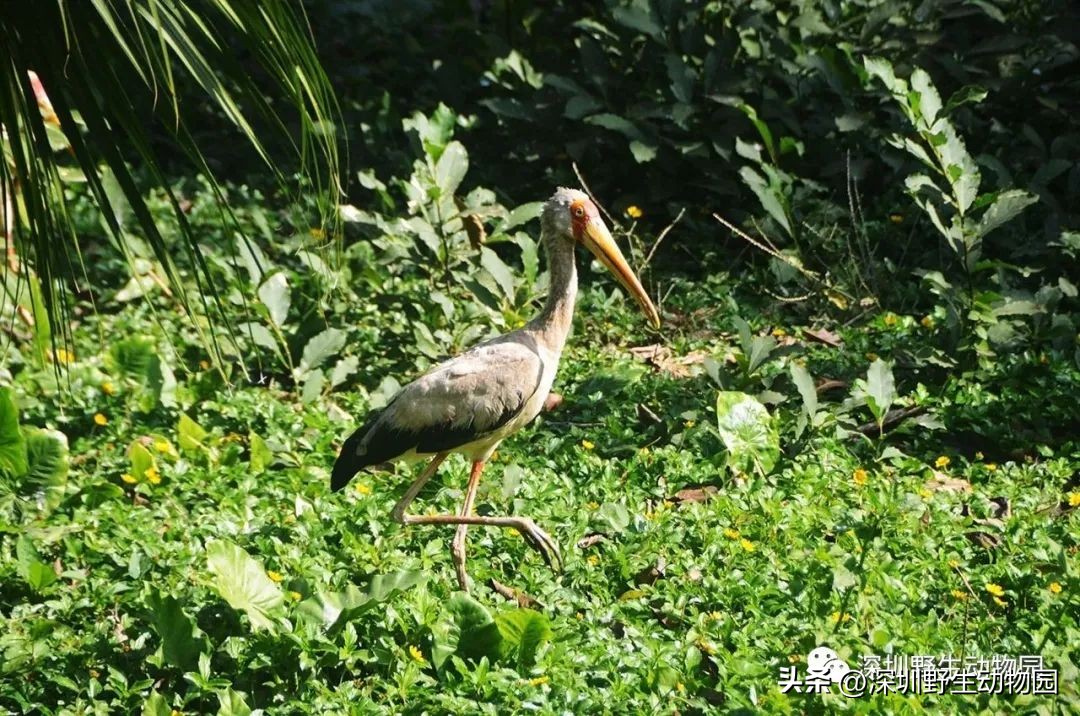 苗鸟小学,苗鸟念什么