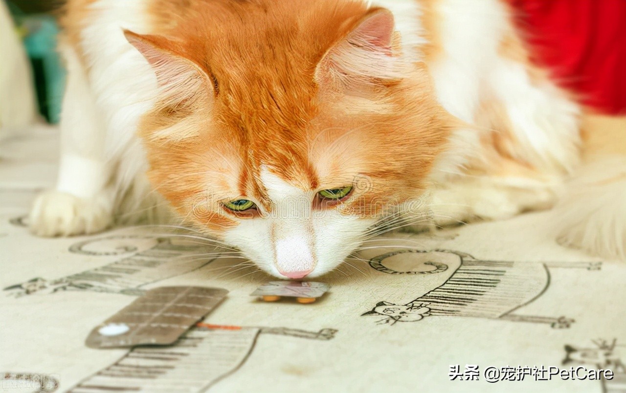 木糖醇多少能使狗致死,木糖醇能把狗毒死吗