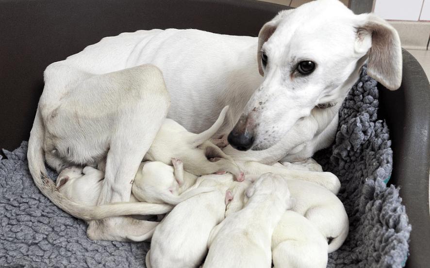 不给母猫做绝育有没有什么坏处,不给狗狗绝育有什么危害