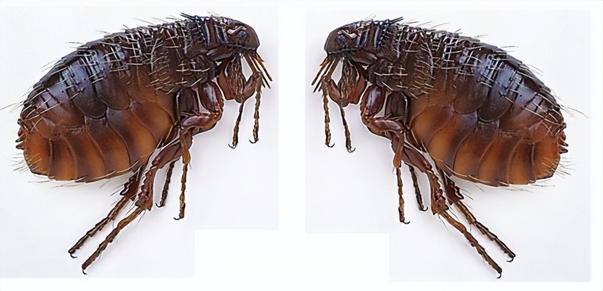 家里的跳蚤快速去除喷雾,家里怎么去除跳蚤和螨虫