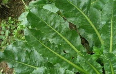 板蓝根的中药故事,板蓝根神话