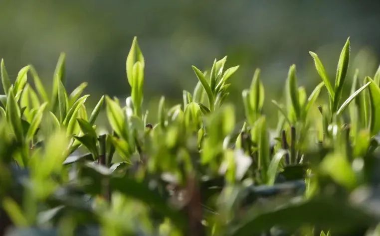 淡定从容峨眉雪芽,经典峨眉雪芽