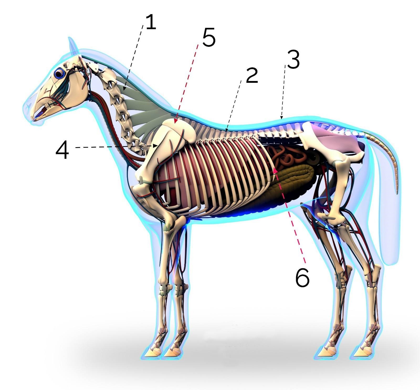 马必须要装马蹄铁吗,马为什么要佩戴马蹄铁