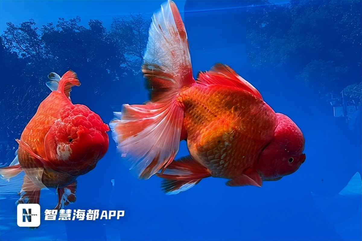 最珍贵的中国传统金鱼,福州西湖金鱼展