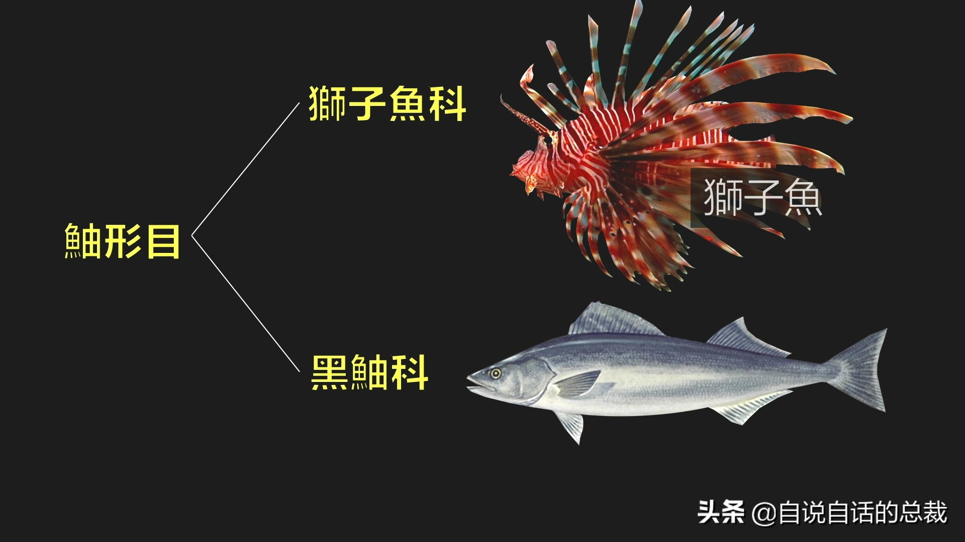 为什么买的鳕鱼段都是粘液,为什么买的鳕鱼那么多水