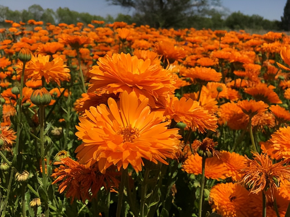 常觅春归不知处花田此地得逢君：栖云田园小镇·花间集