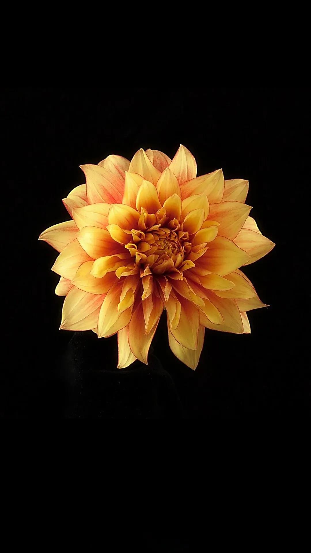 黑色背景小鹿壁纸,高清黑色背景壁纸图片