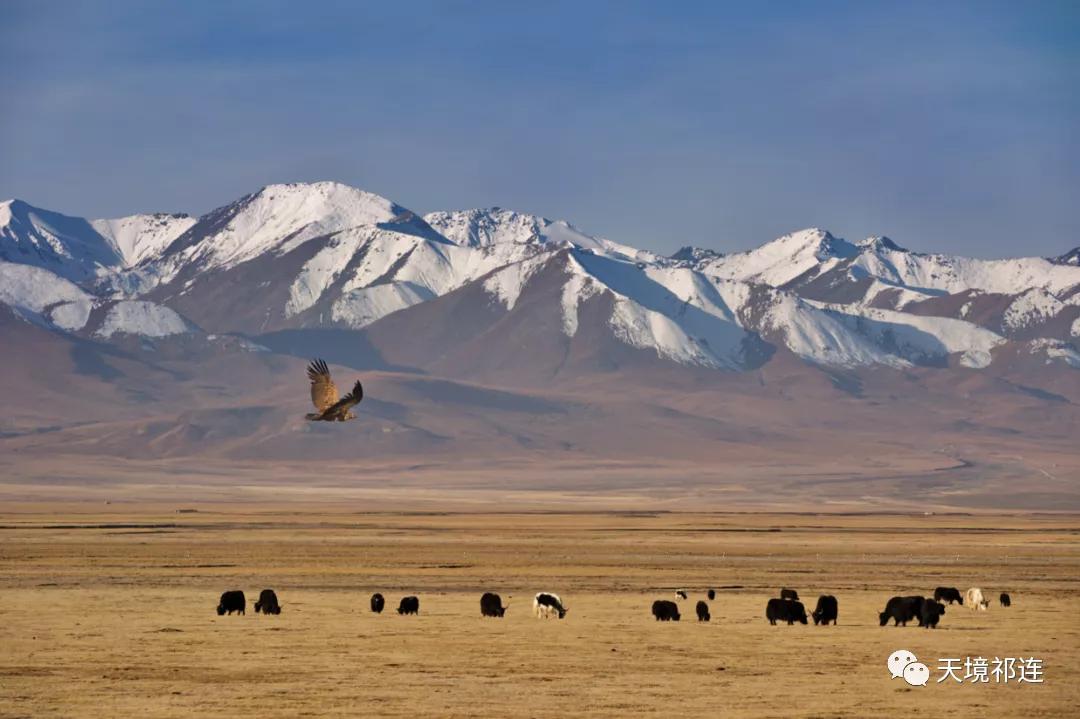 青海祁连山哪个位置最好,祁连山为什么一面森林一面草原