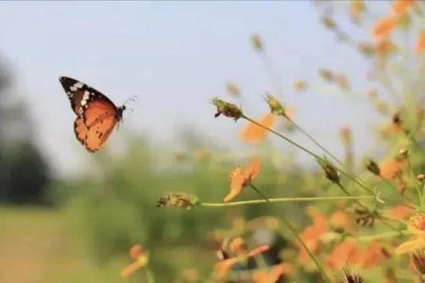 破茧成蝶,破茧成蝶的视频