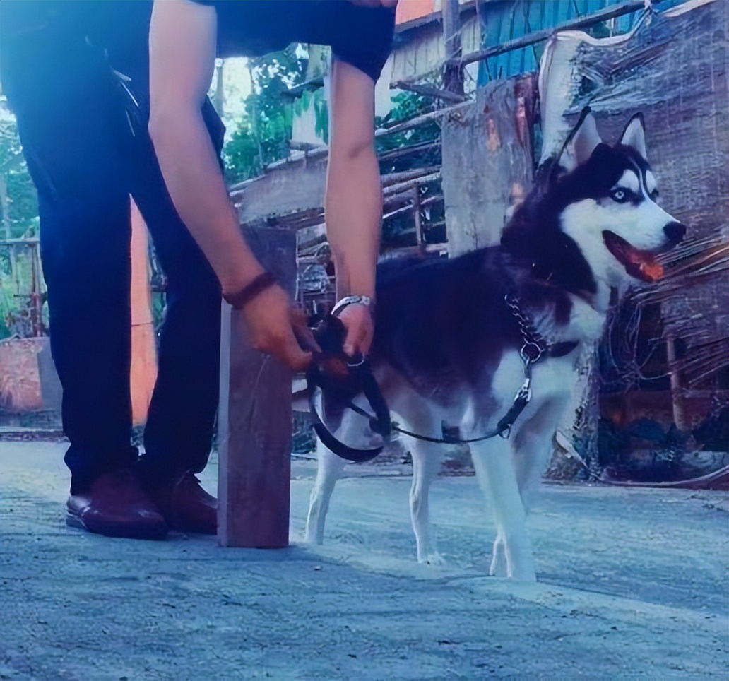 烈性犬不拴绳后续,大型犬主人未拴绳咬小型犬