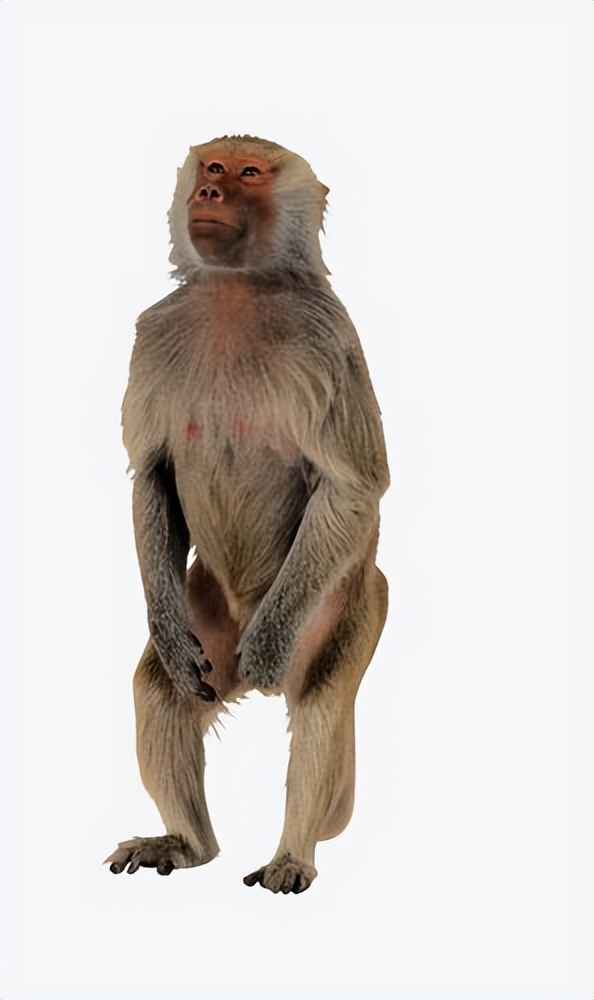 为了研究*行为性**，奇葩科学家们都做了哪些实验？有些实验毫无底线