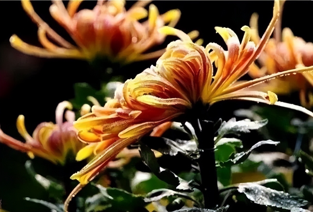 秋花诗词50首,金秋秋菊50种名菊