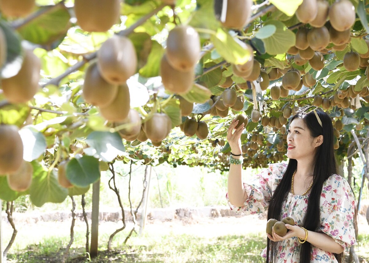 中秋前柚子石榴冬枣主打价如何？节后行情是否看好？东盟果涨为主