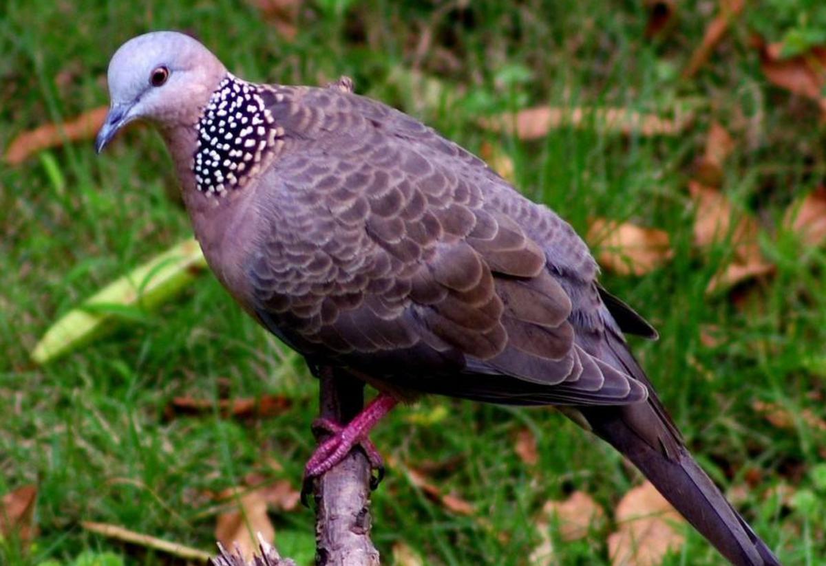 吃野生斑鸠其实对人有害？连筑巢都不会的斑鸠，究竟如何繁殖的？