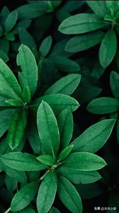 超清超美独一无二手机壁纸图片,养眼养心的壁纸