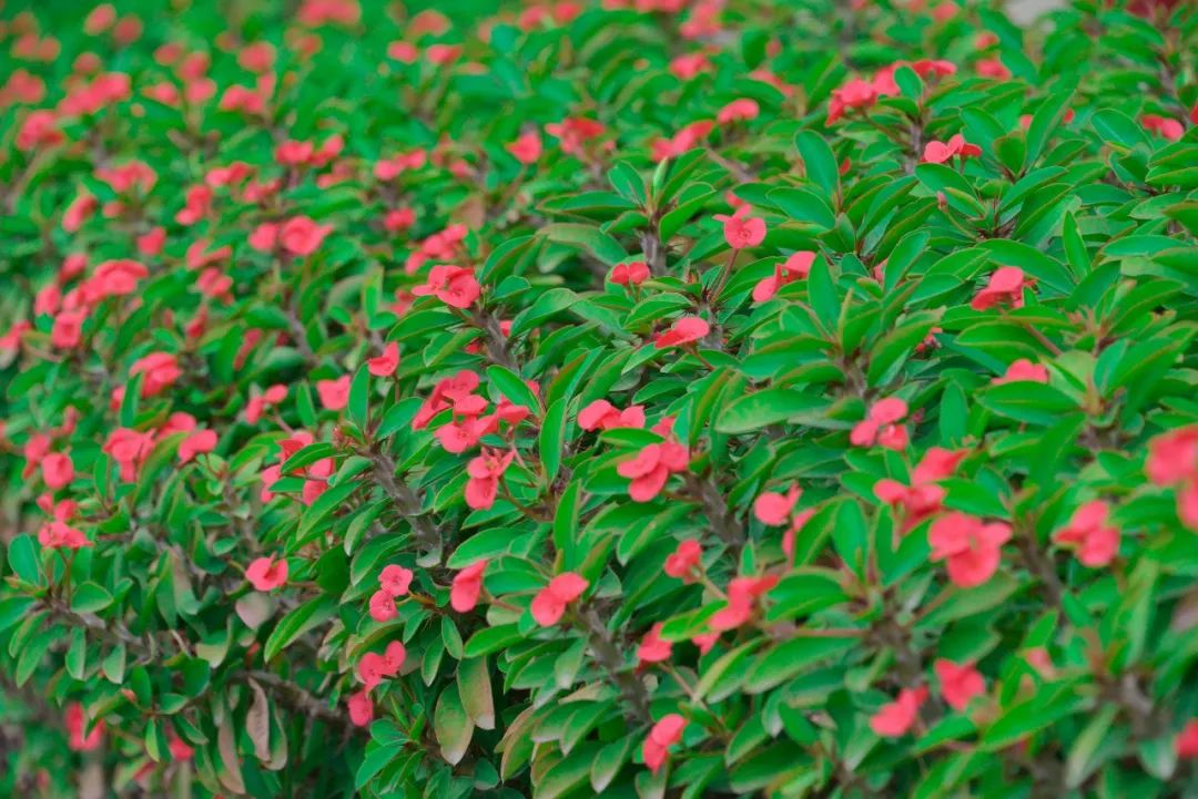 深圳市携创高级技工学校学费2021,深圳携创高级技工学校校区