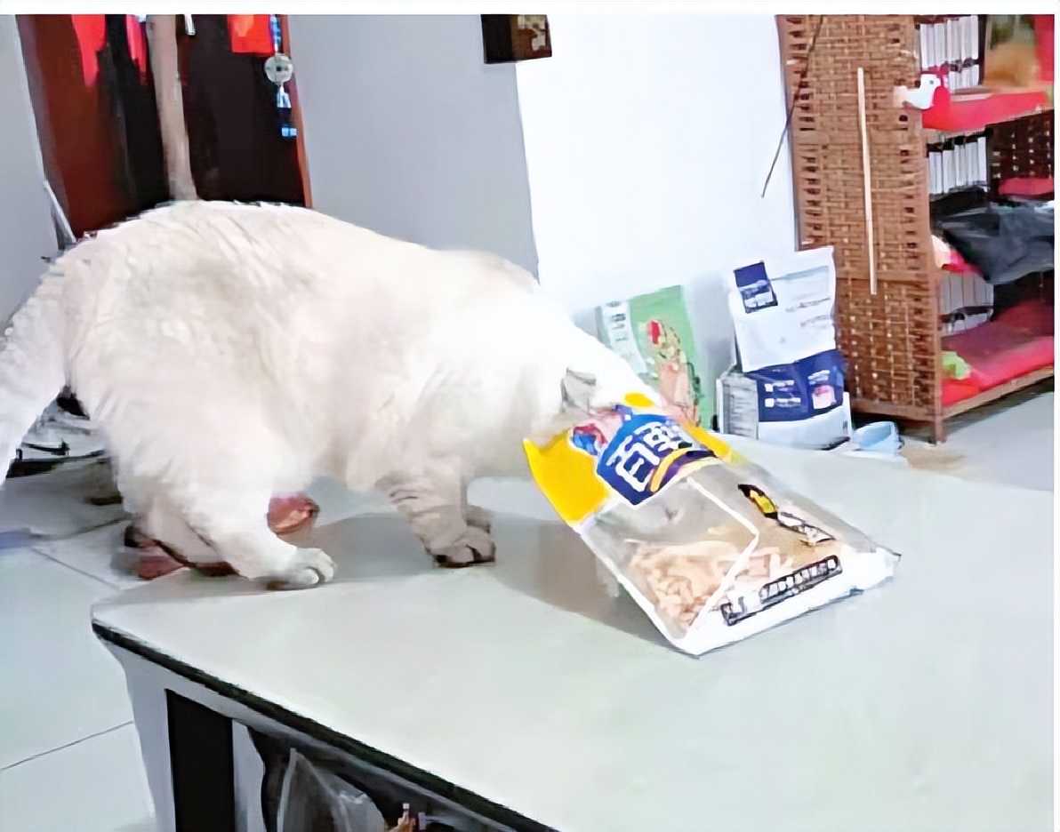 “喵生巅峰”!“一家人”就要整整齐齐的