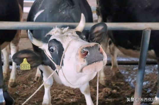 奶牛移胃的主要原因,奶牛移胃保守治疗方法