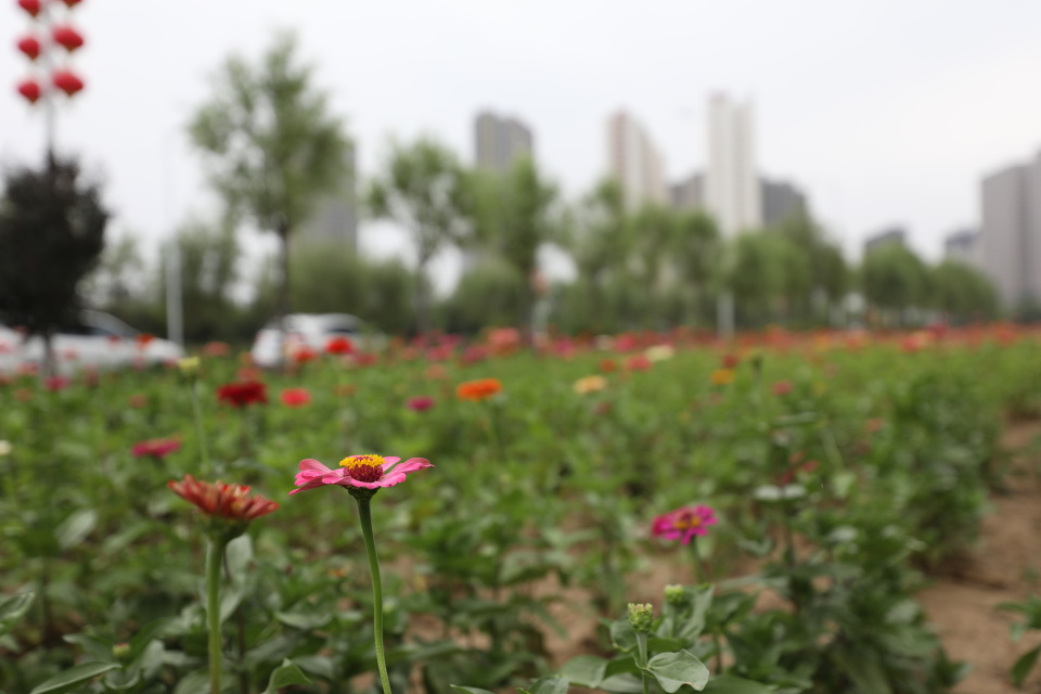 沈河区围挡拆除,经济开发区围挡专项整治