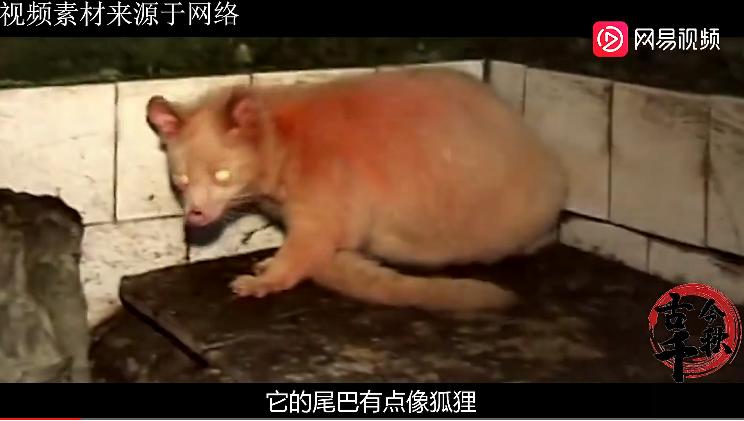 江西老农活捉六不像神兽,江西老汉活捉神兽四不像