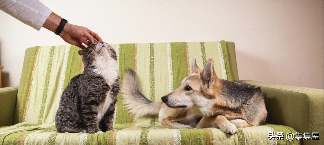 狗狗便便次数太多是什么原因,狗狗大便次数多了是怎么回事