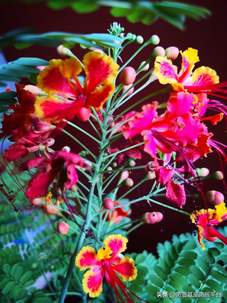 从发芽到开花的乐趣,从种子到果实成熟的感悟