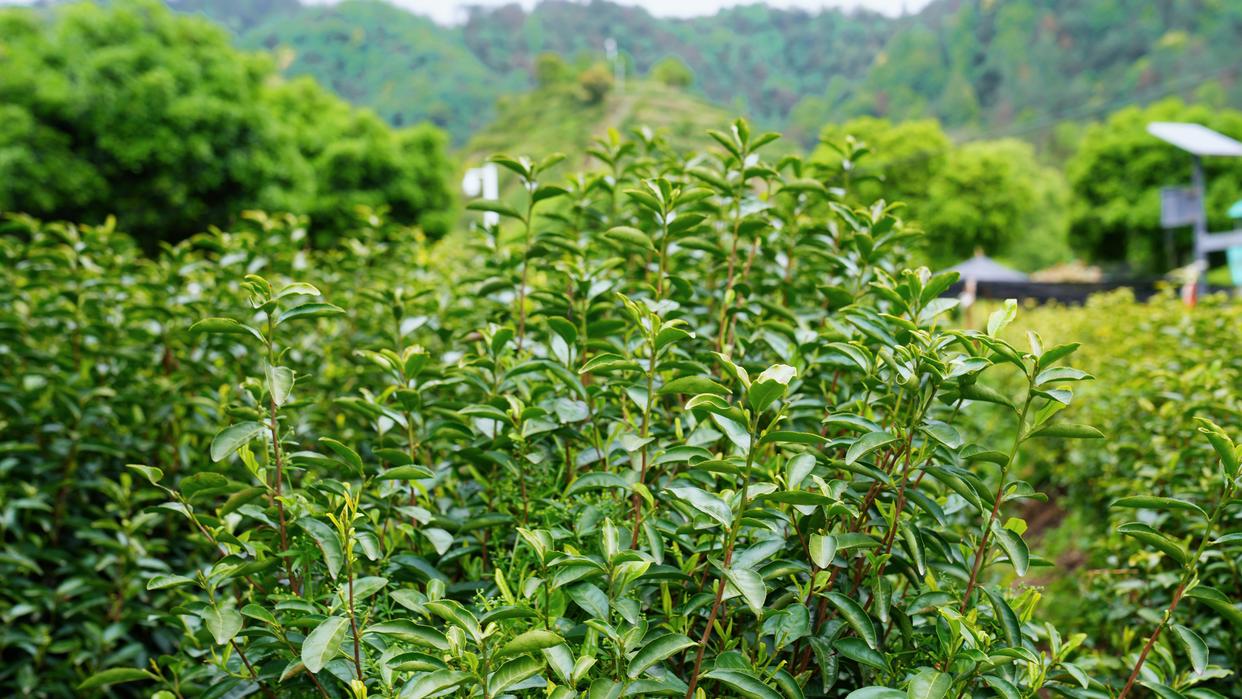建德刀笃菜,倒笃菜是建德非遗吗