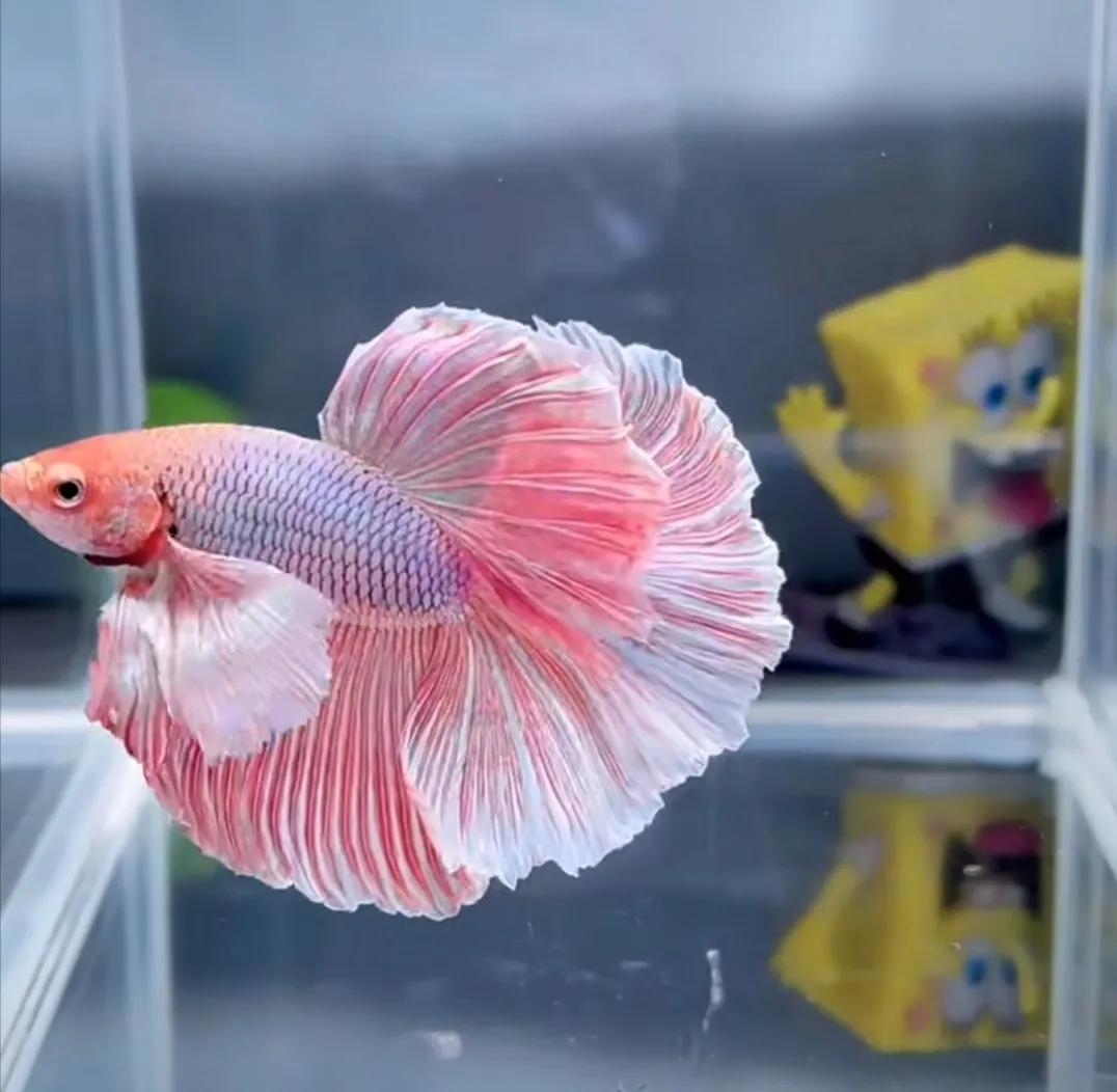 泰国斗鱼vs泰国斗鱼,泰国斗鱼和中国斗鱼为什么不一样