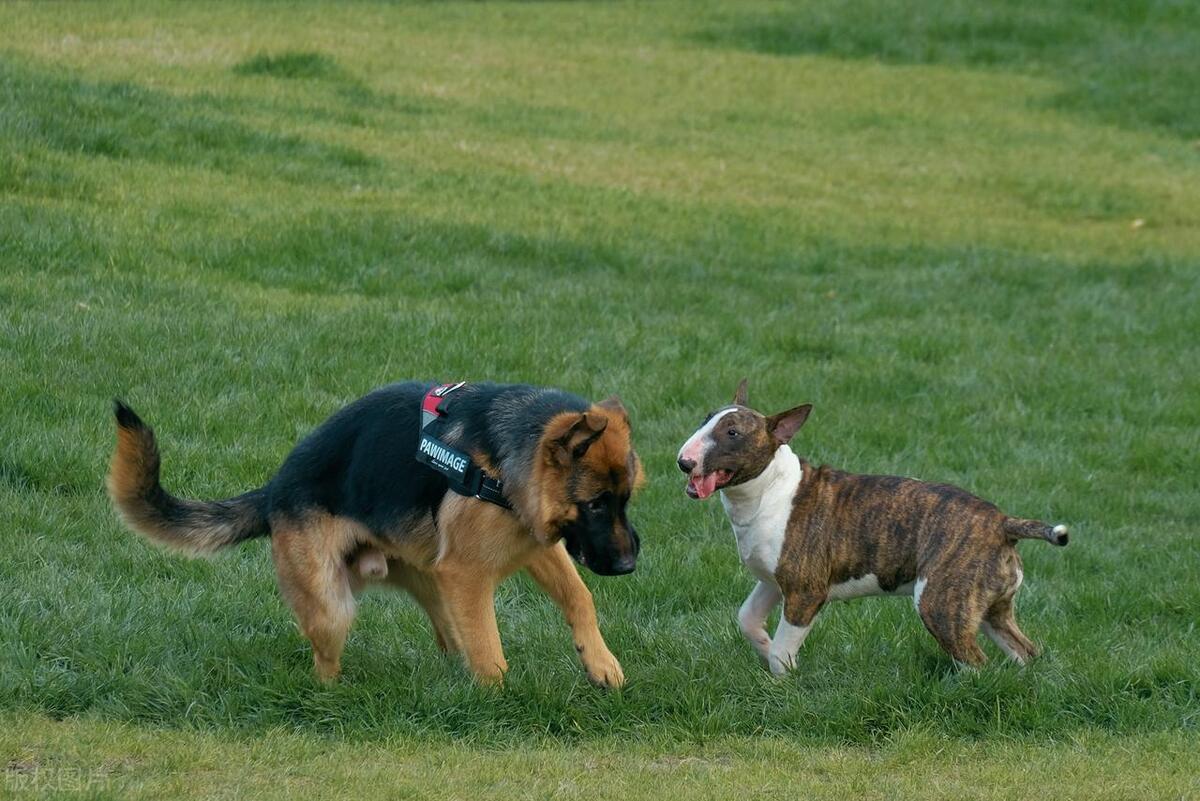 德国牧羊犬和边境牧羊犬谁更聪明,德国牧羊犬纯种双血统德牧护卫犬