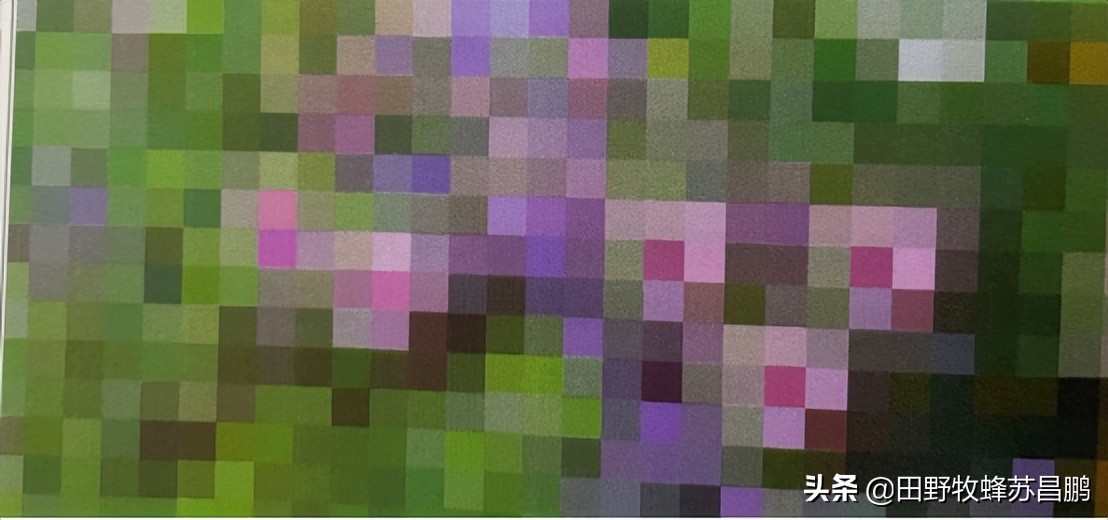 勤劳的小蜜蜂是怎么采蜜的,你见过蜜蜂采蜜的样子吗