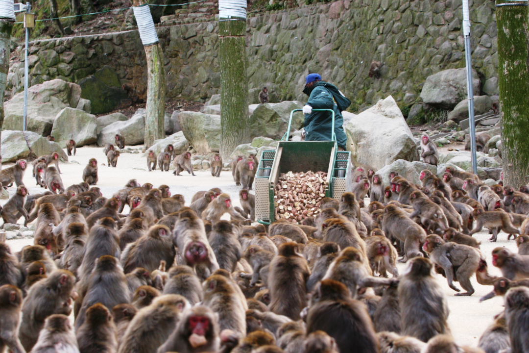 日本母猴称王,日本母猴王现状