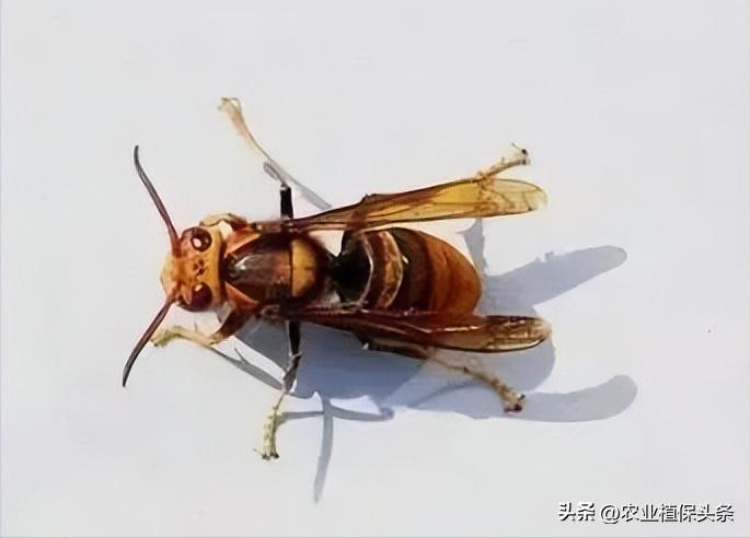 螨类害虫的农业防治措施,农业昆虫与害虫防治