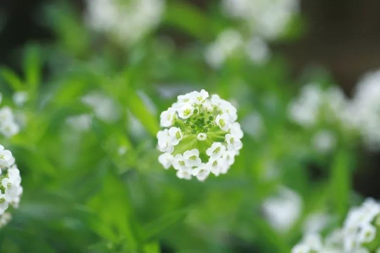 闀垮緱鍍忚冻鐞冧竴鏍风殑妞嶇墿,鍜岃冻鐞冩湁鍏崇殑妞嶇墿