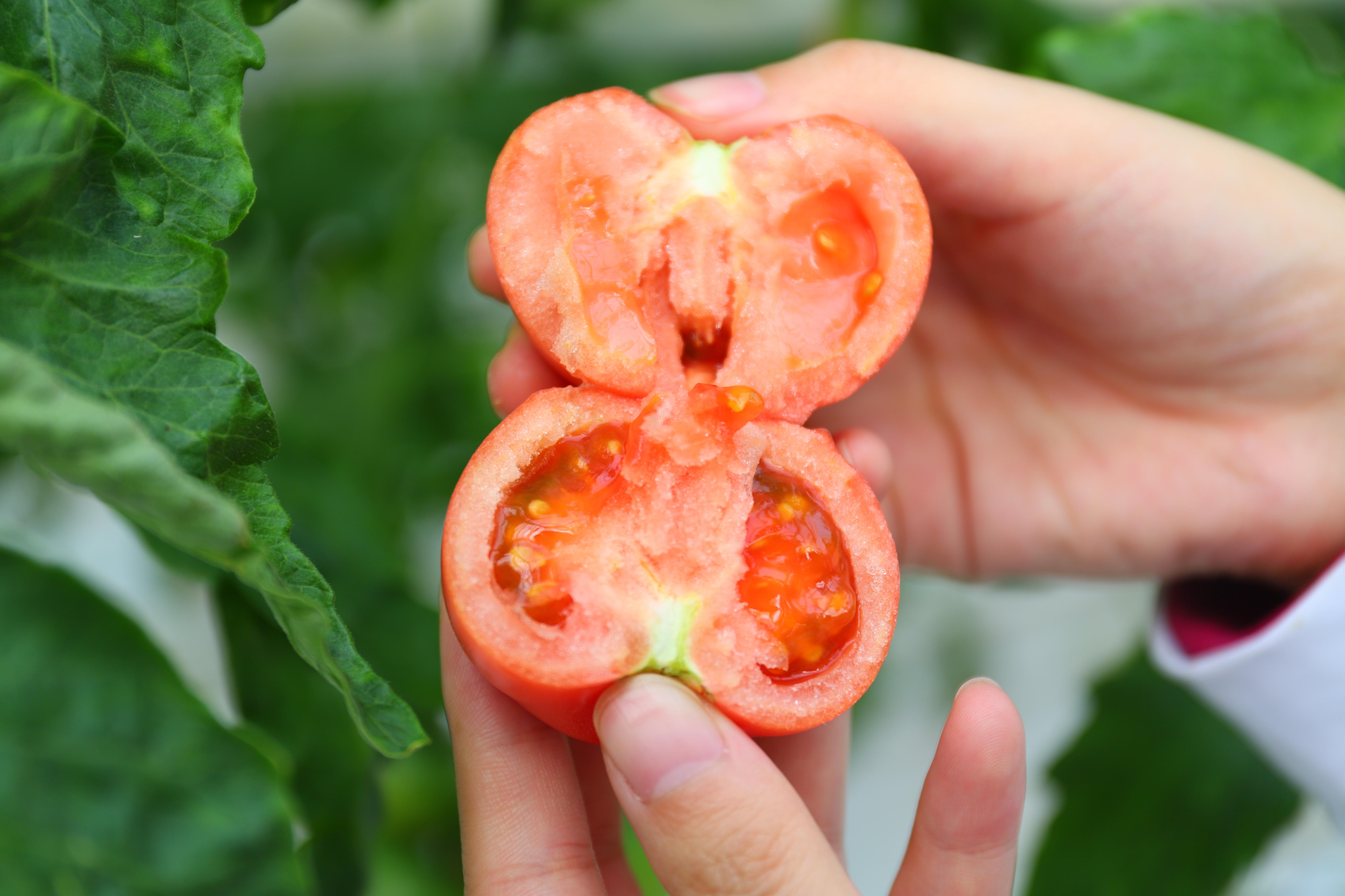 浜氭床鐢熻彍澶х帇,浜氭床椤剁骇鐢熻彍澶х帇
