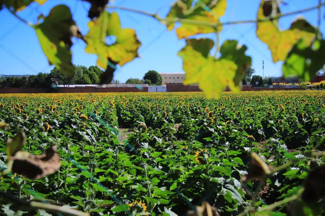 北京周边的向日葵花海,顺义向日葵花海