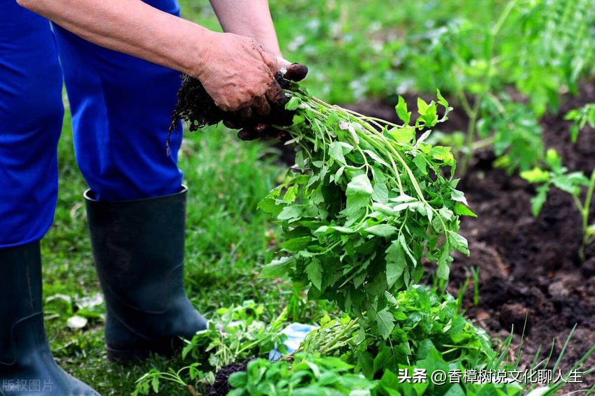 种菜是一种乐趣摘菜是一种心情,阳台小菜园种菜的乐趣说说