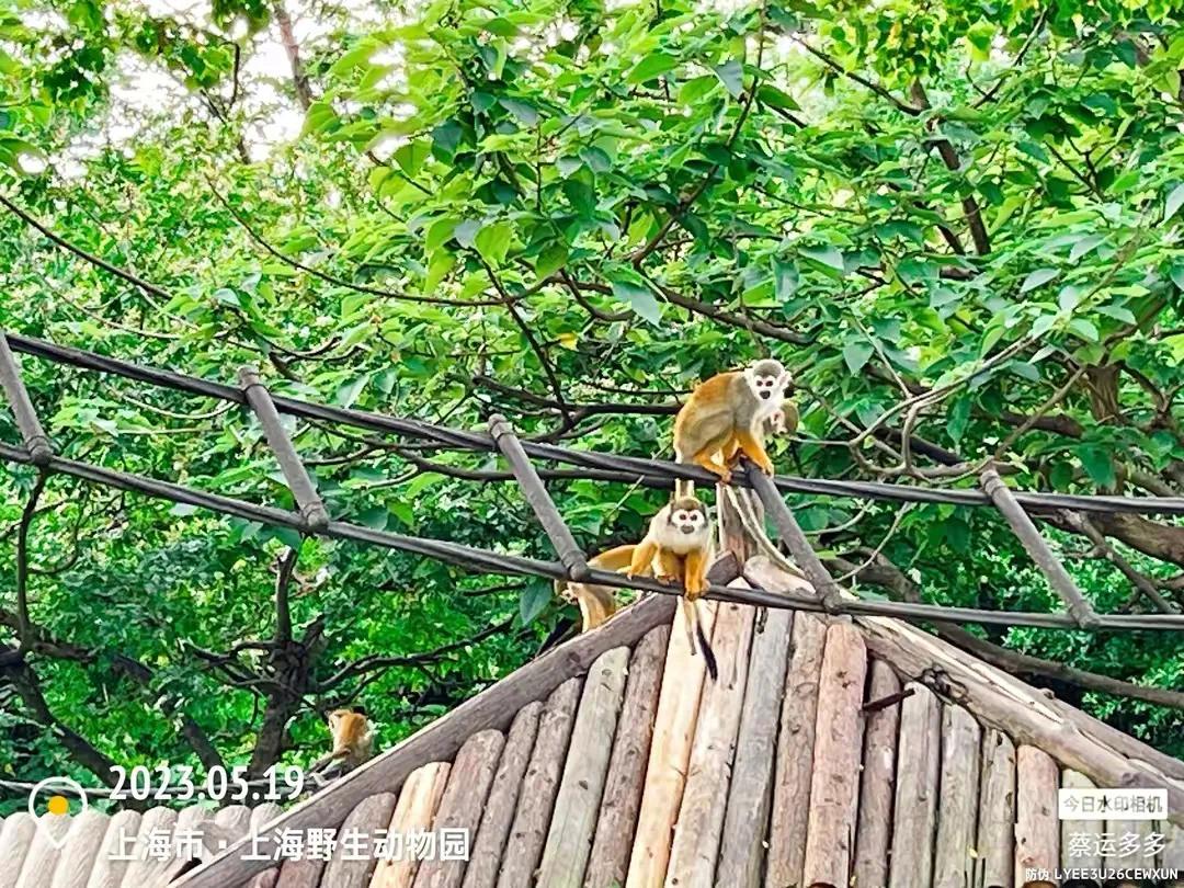 中国最大的野生动物园是哪个城市,中国最大野生动物园