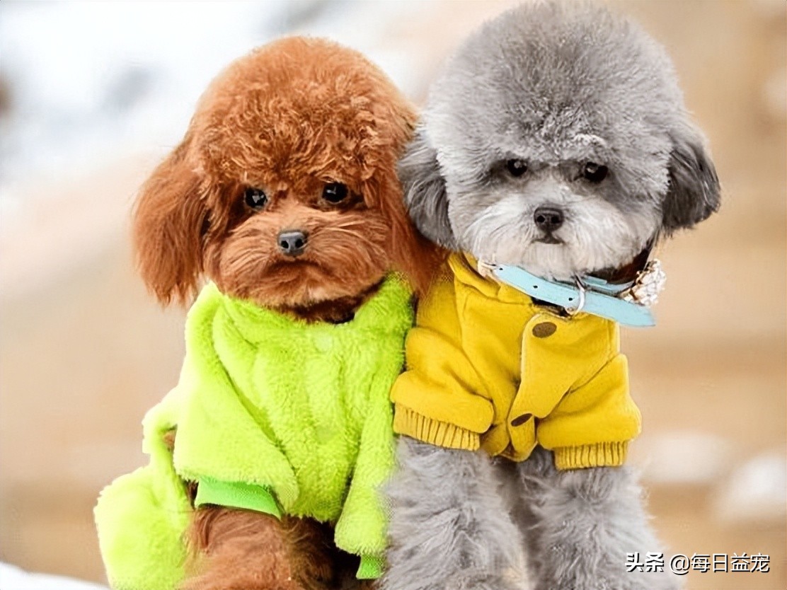 泰迪犬也会有压力的！这些行为是在提醒你，它的压力很大