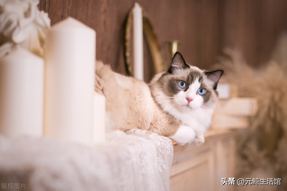 养猫的10大赚钱项目,养猫省钱平台