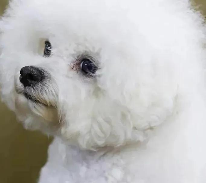 人狗情缘小品,人狗情缘感人至深