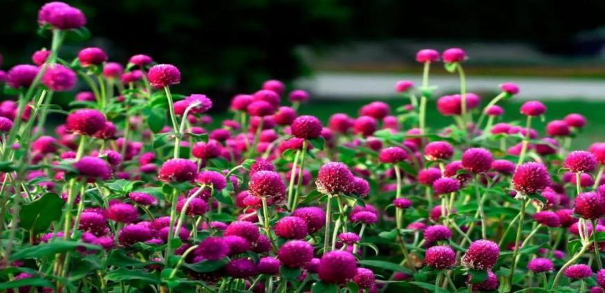 常觅春归不知处花田此地得逢君：栖云田园小镇·花间集