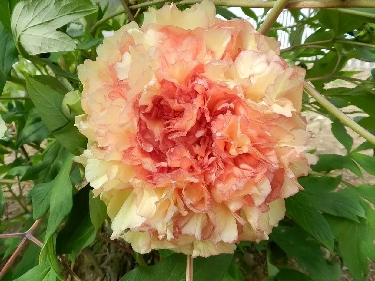 这个牡丹中的稀有品种，你知道是怎么培育出来的吗？