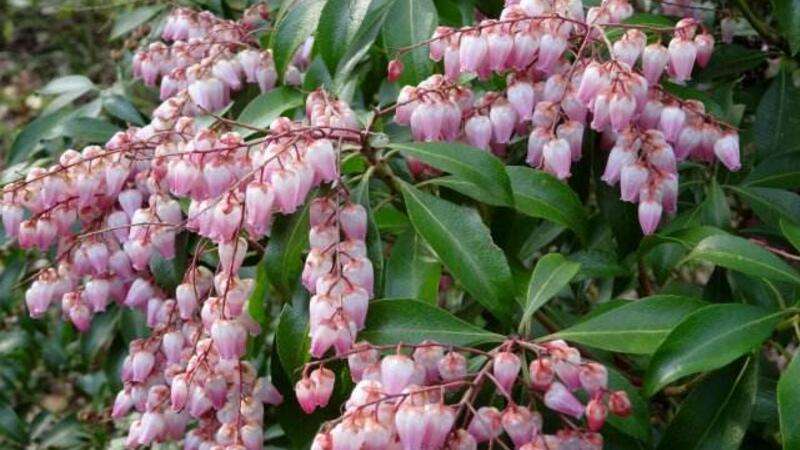 蛇蝎芙蓉花,皖南蛇蝎花