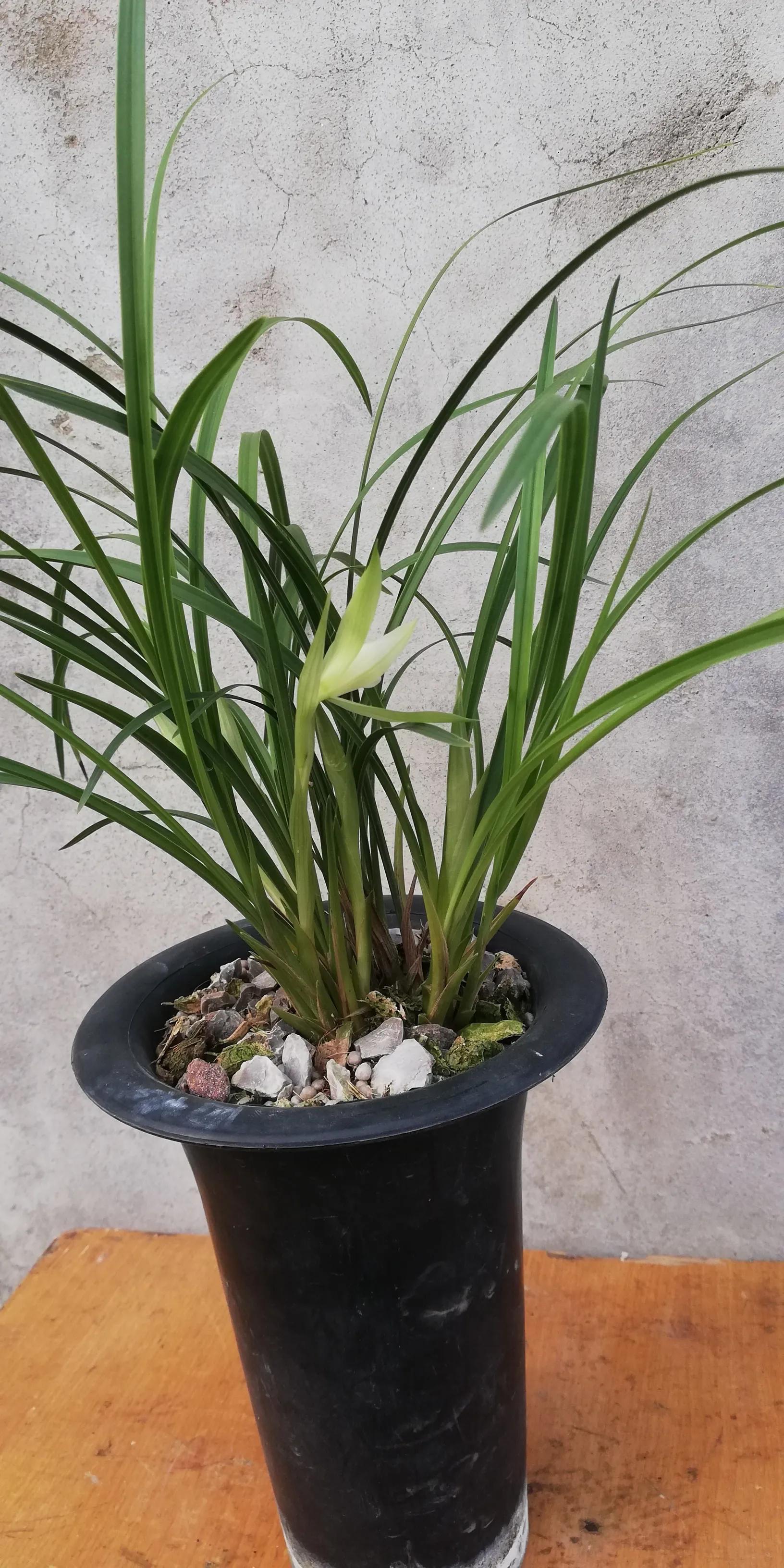 叶型最好看的兰花,浅谈对兰花的认识