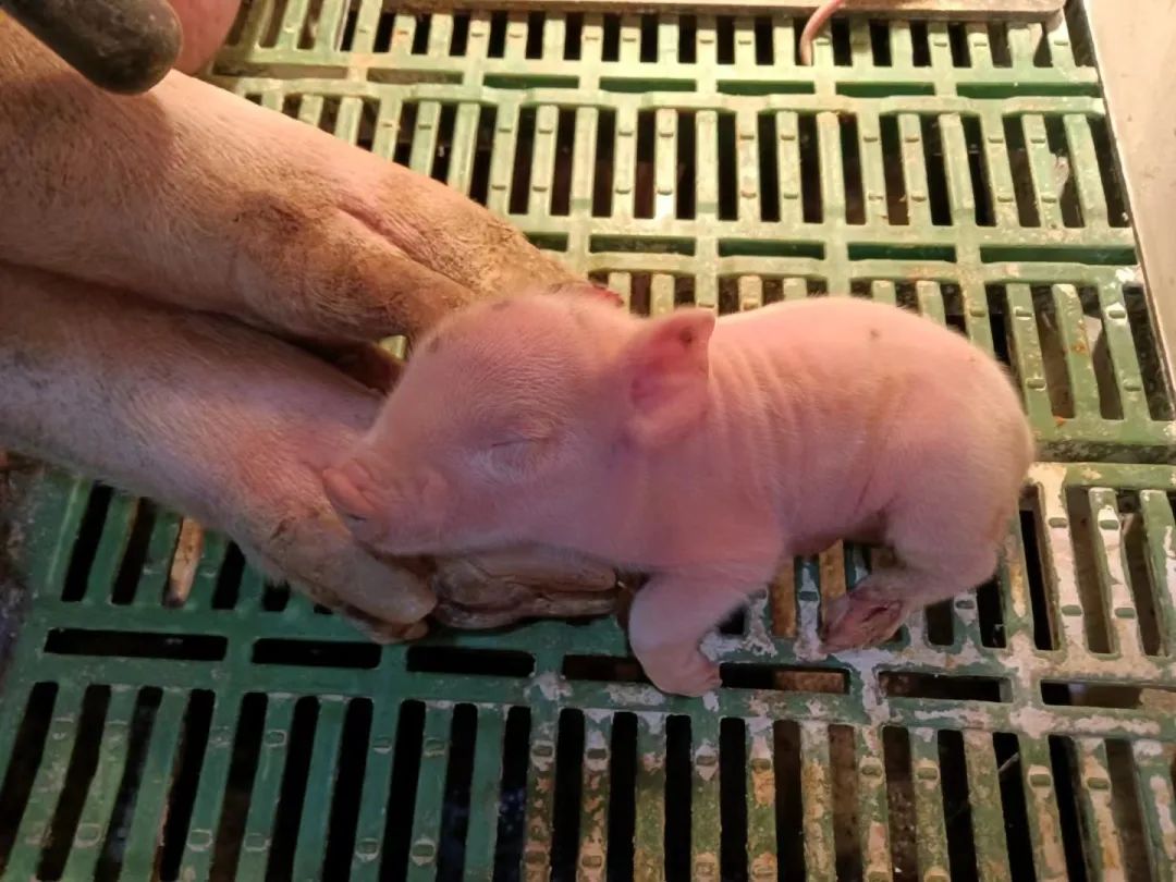 猪厂上班女孩,00后女孩在猪场上班